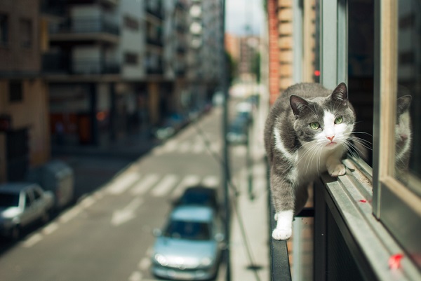 Entenda porque o seu gato não deve sair sozinho