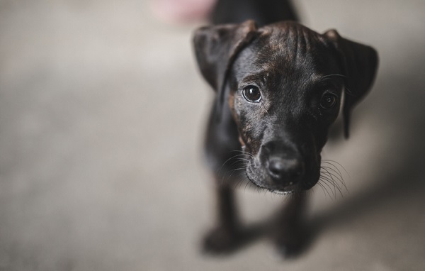 Filhote de cachorro chorando: o que fazer?