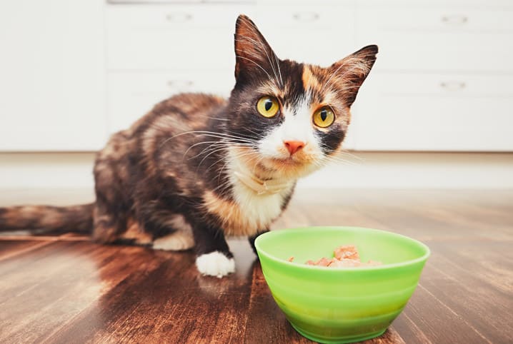 Gato enjoa da ração? Veja o que pode estar acontecendo com seu pet