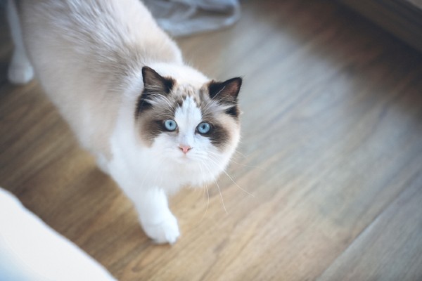 Gato pode comer amendoim? Saiba o que seu bichano pode comer!