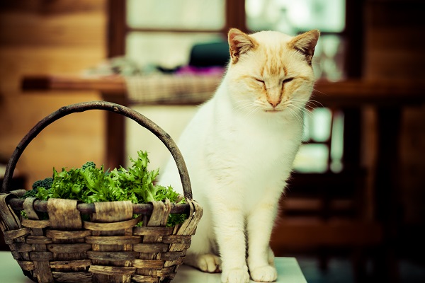 Gato pode comer brócolis?