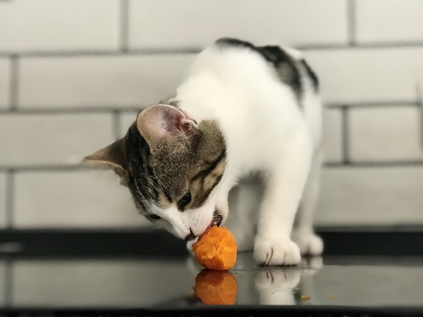 Gato pode comer cenoura?