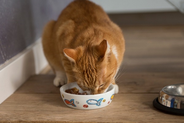 Gato pode comer feijão?