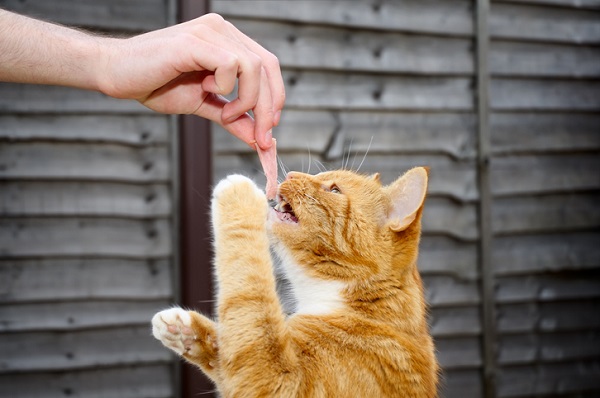 Gato pode comer presunto? Veja aqui!