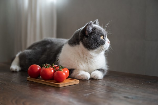 Gato pode comer tomate? Saiba se as saladas estão permitidas