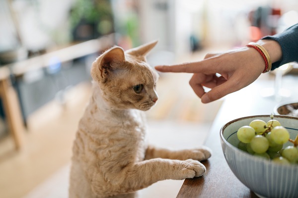 Gato pode comer uva? Conheça os perigos desse alimento!