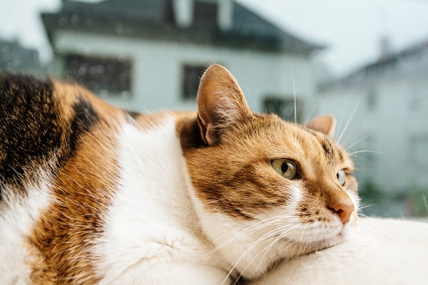 Gato vomitando espuma branca. O que fazer?