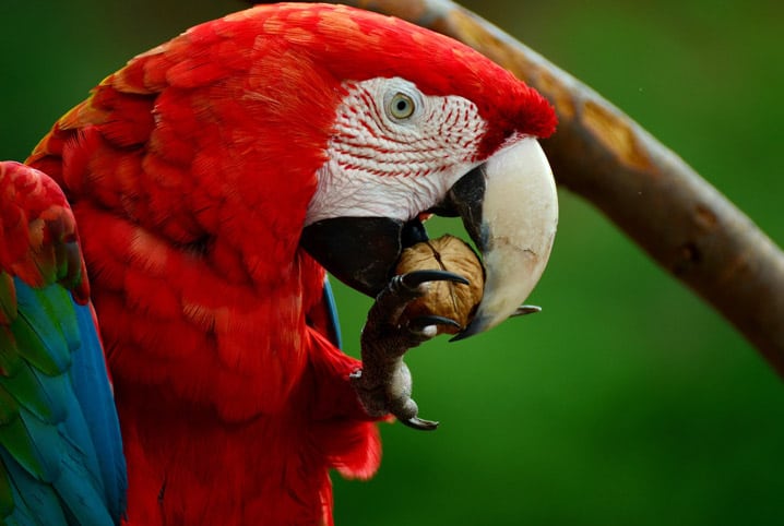 Interessado em aves silvestres? Veja o que considerar antes de começar a criá-las