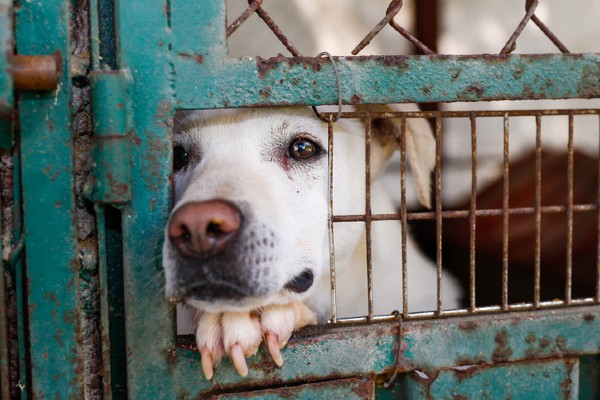 Lei autoriza GCM (SP) a atuar em casos de resgates de animais