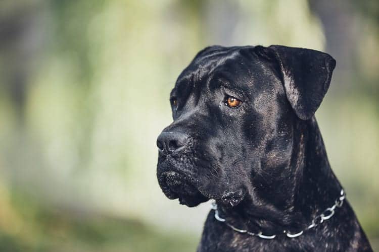 O cachorro cresce até que idade? Descubra aqui