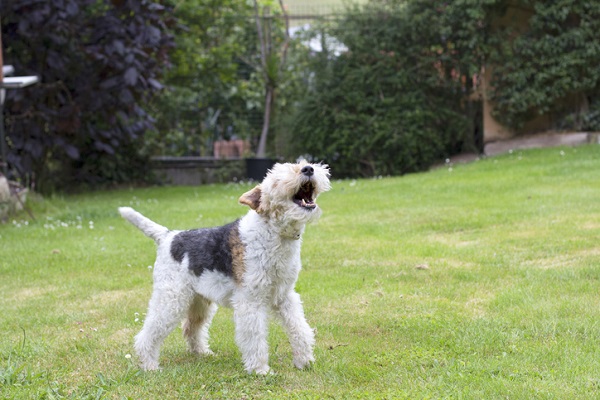 O que fazer com cachorro que late para visitas?