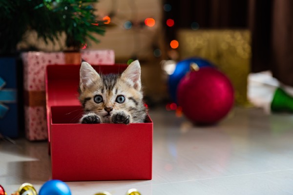 O que o seu gato gostaria de ganhar neste Natal