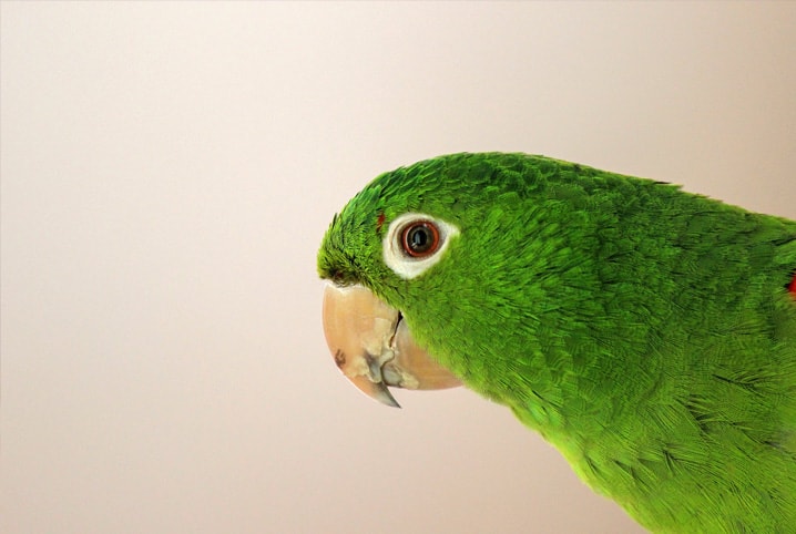 Papagaio pode comer abacate? Saiba tudo sobre o assunto