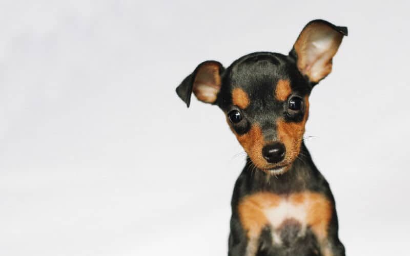 Pinscher é bravo? Descubra a verdade sobre os pequeninos!