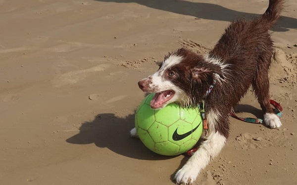 Border Collie, praia e bolinha