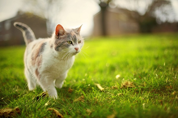 Por que os gatos comem plantas?