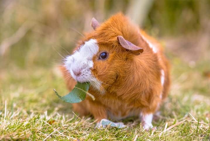 Porquinho-da-índia pode comer batata? Respondemos à pergunta