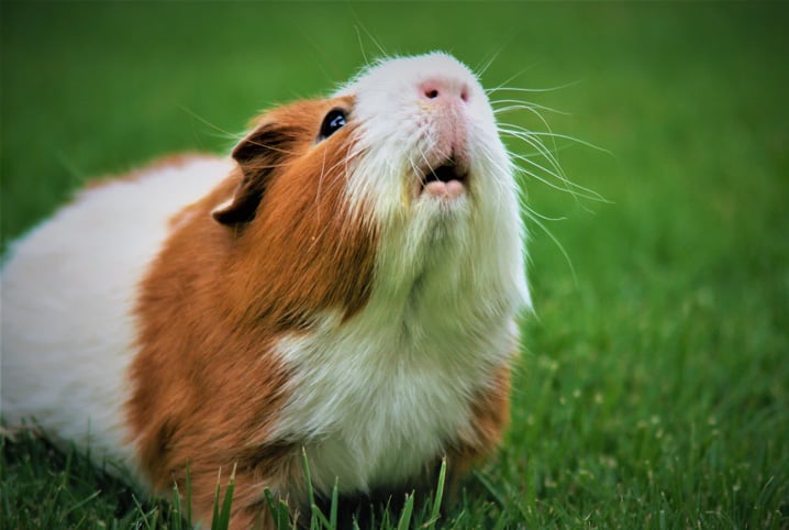 Porquinho-da-índia pode comer chuchu? Veja os cuidados