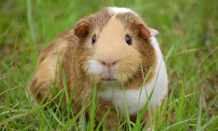 Porquinho-da-índia pode comer maçã? Veja os cuidados