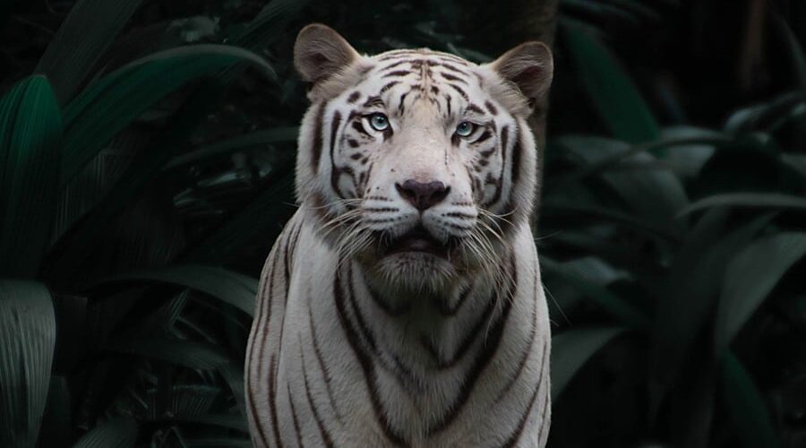 Qual será o animal mais bonito do mundo?