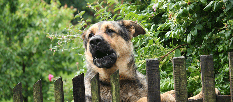 Rosnado de cachorro: o que pode ser e como lidar?