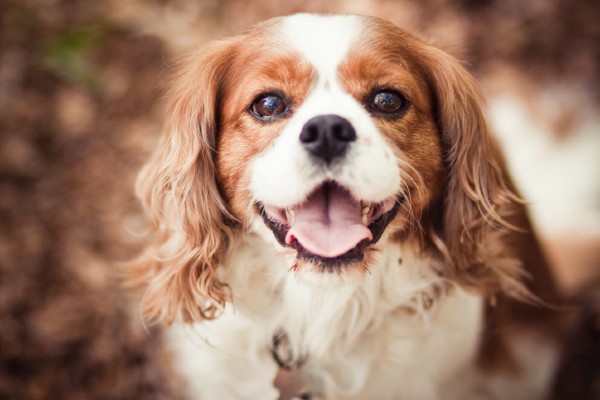 Sete fatos sobre o Cavalier King Charles Spaniel