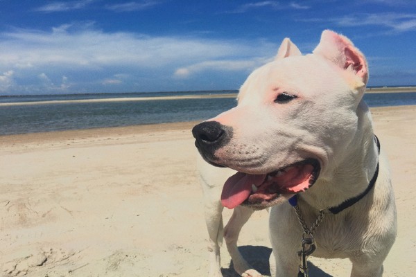 Sete fatos sobre o Dogo Argentino