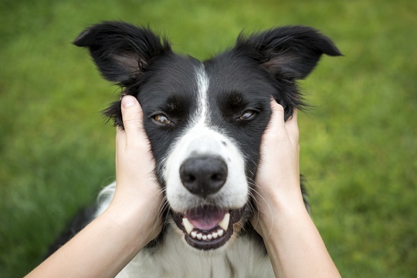 Vamos falar sobre o espaço pessoal dos cães?