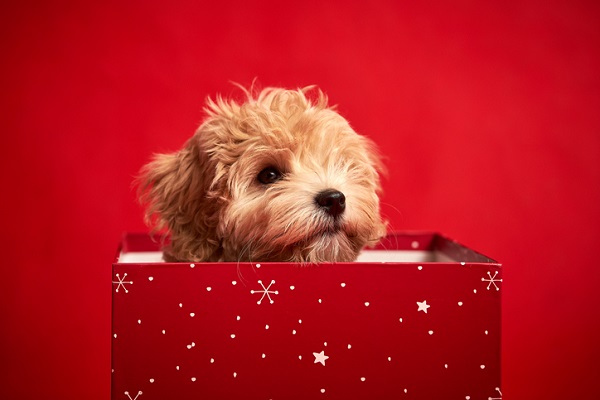 3 motivos para você não dar um pet de presente no Natal