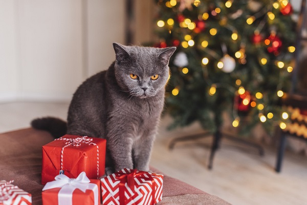 5 dicas de brinquedos para presentear seu gato no Natal