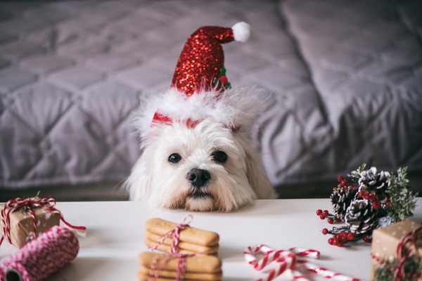 5 petiscos para você presentear o seu cachorro no Natal