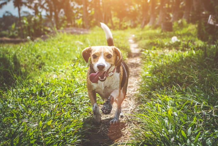 Cachorro correndo atrás do rabo: o que pode ser?