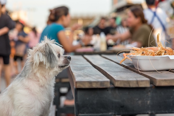 Cachorro pode comer camarão?