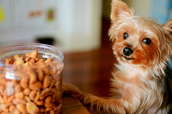 Cachorro pode comer castanha de caju? Confira se é permitido