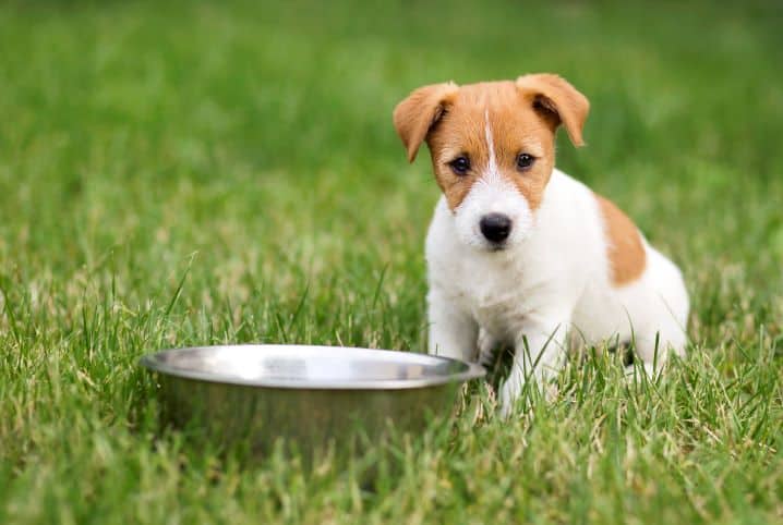 Cachorro pode comer chia? Confira