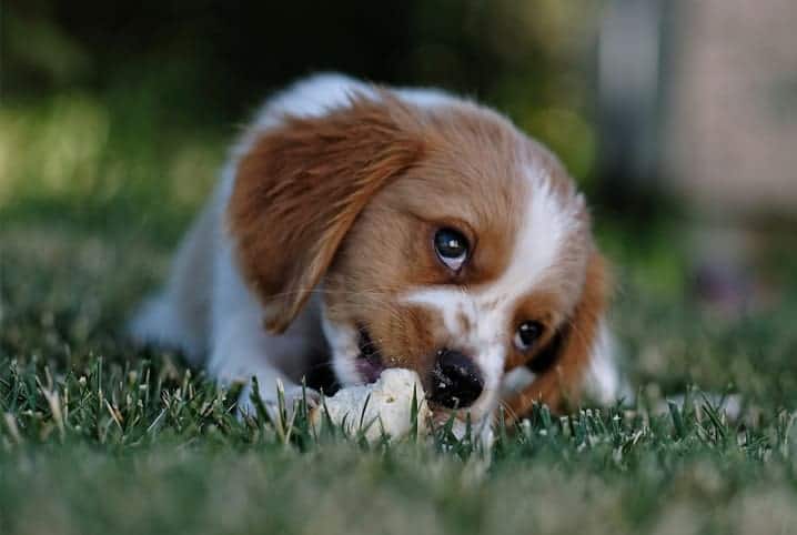 Cachorro pode comer gengibre? Veja os cuidados