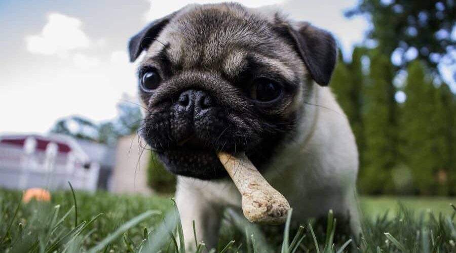 Cachorro pode comer osso de galinha? Saiba porque não