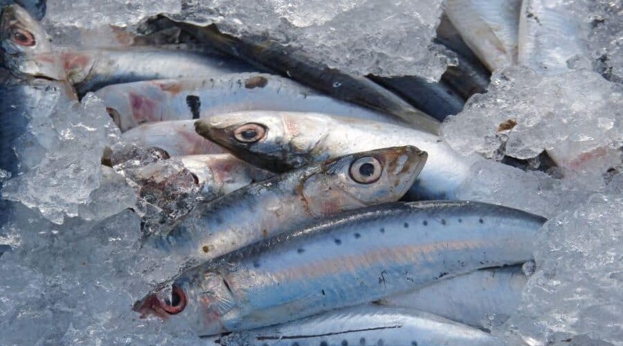 Cachorro pode comer sardinha? Confira