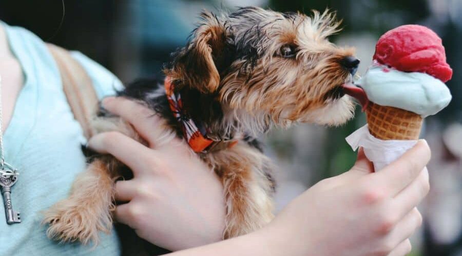 Cachorro pode comer sorvete nos dias quentes?