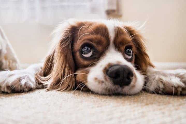 Cachorro que não late: confira 10 raças que são quietas