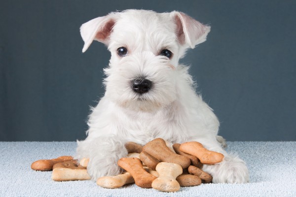 Chegou Suprema: bifinho e biscoito para cachorro!