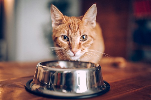 Como a nutrição pode auxiliar no manejo do estresse felino