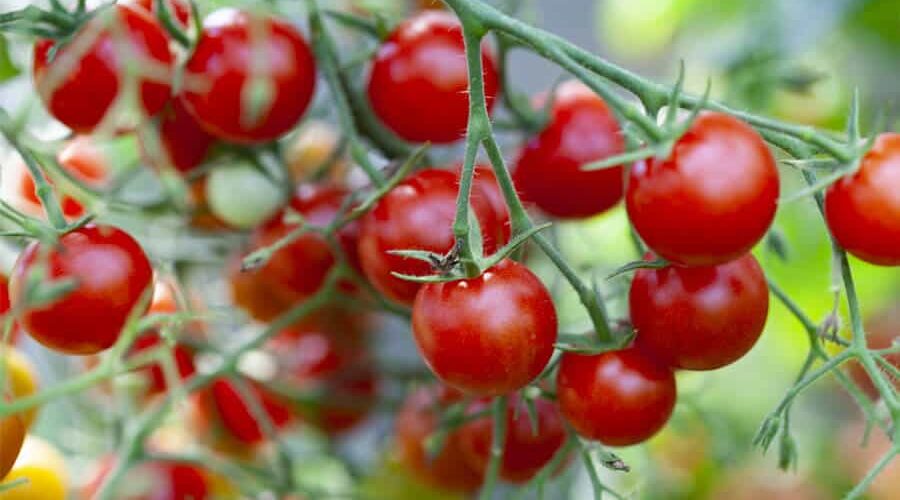 Como fazer muda de tomate? Veja um passo a passo