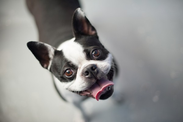 Como manter a saúde dental dos cães em dia?