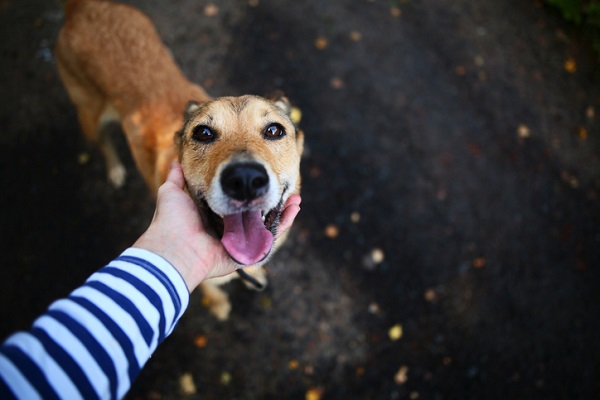 Como saber se um cachorro não quer interagir com pessoas?