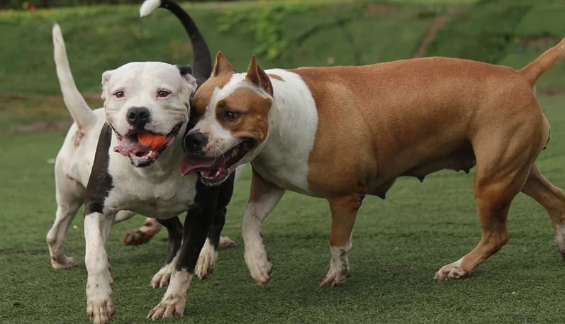 Conheça algumas raças de cachorros bravos