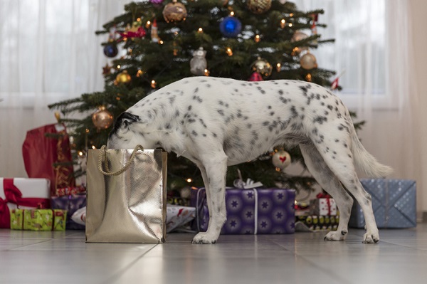 Cuidados com os pets e a decoração de Natal