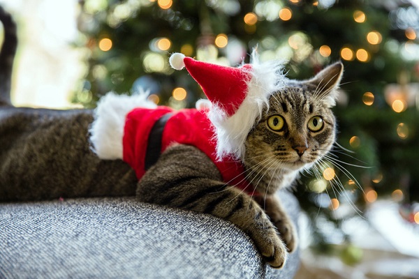 Festas de natal e gatos: com o que devo me preocupar?