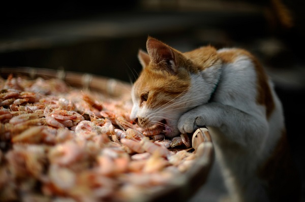 Gato pode comer camarão? Veja se o crustáceo é liberado