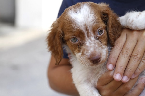 O que você precisa saber antes de adotar um pet